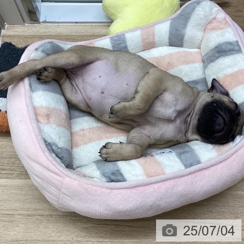 パグの写真