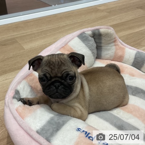 パグの写真