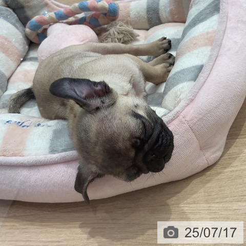 パグの写真