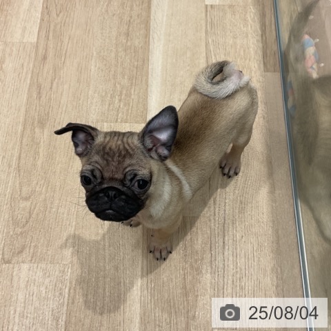 パグの写真