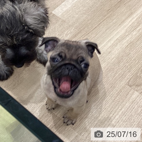 パグの写真