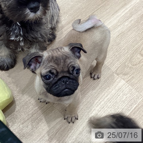 パグの写真