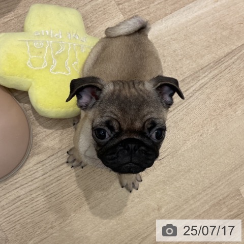 パグの写真