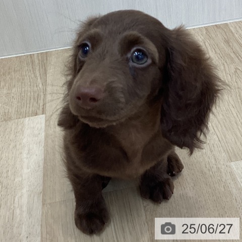 ミニチュア・ダックスフンドの写真