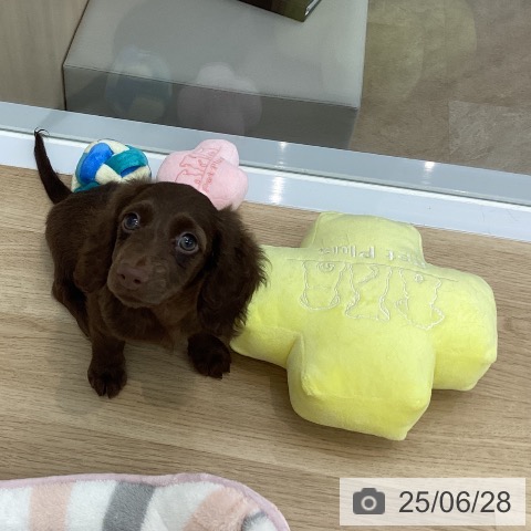 ミニチュア・ダックスフンドの写真