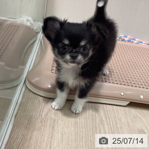 チワワの写真