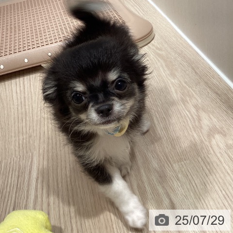 チワワの写真
