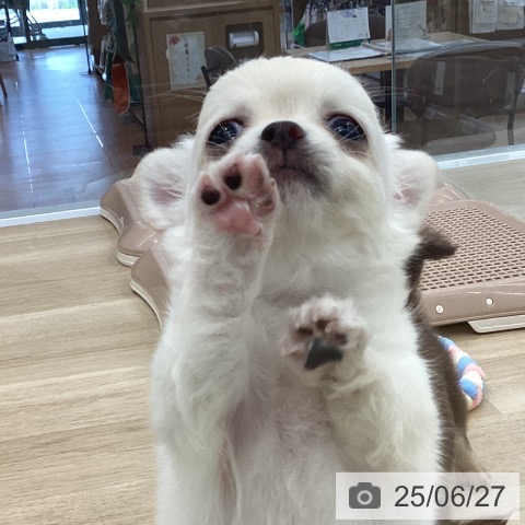 チワワの写真