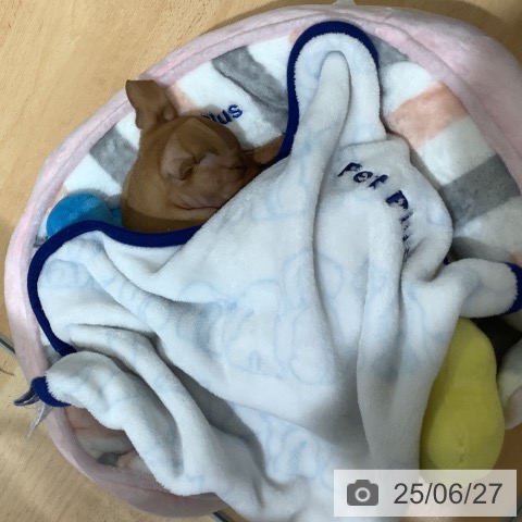 ミニチュア・ピンシャーの写真