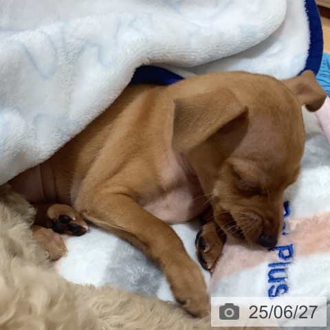 ミニチュア・ピンシャーの写真