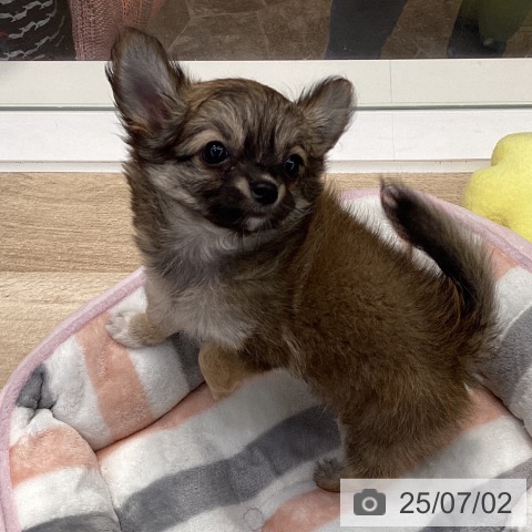 チワワの写真