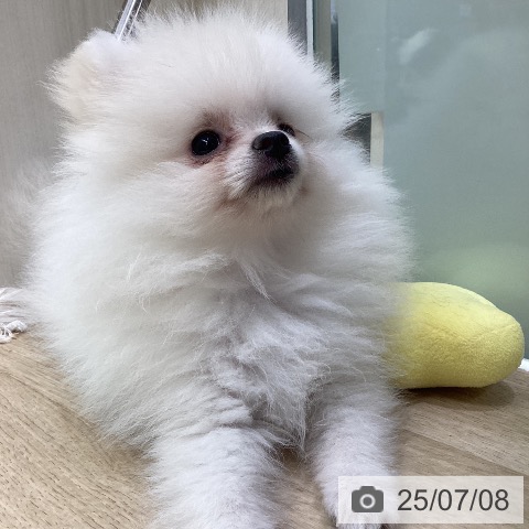 ポメラニアンの写真