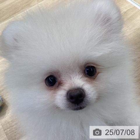 ポメラニアンの写真