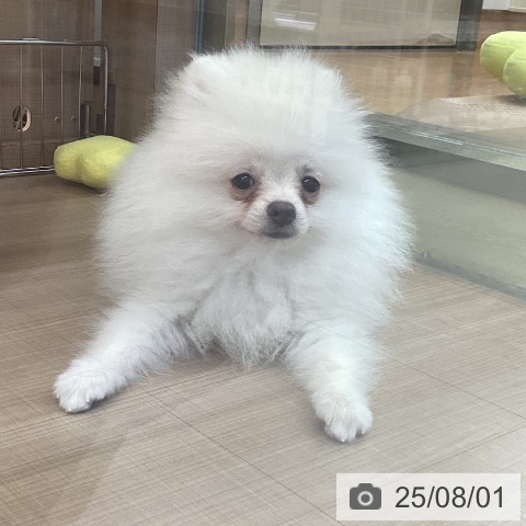 ポメラニアンの写真