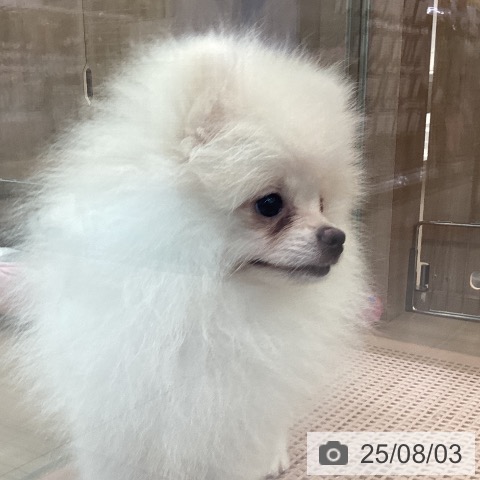 ポメラニアンの写真