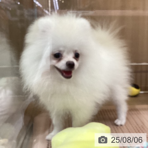 ポメラニアンの写真