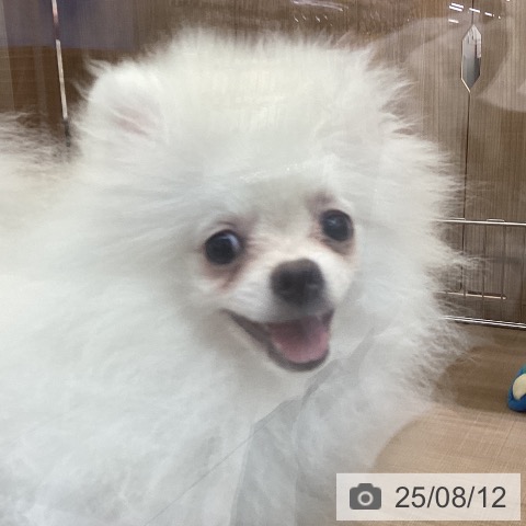 ポメラニアンの写真