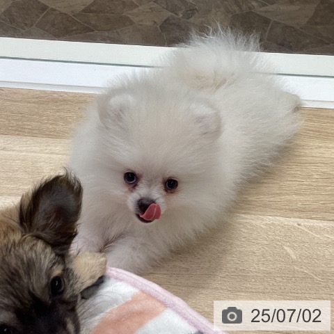ポメラニアンの写真
