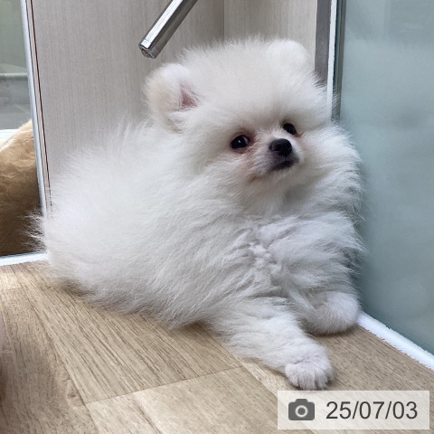 ポメラニアンの写真