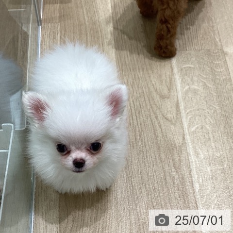 チワワの写真