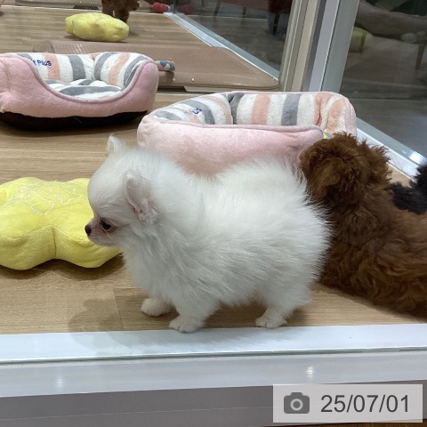 チワワの写真