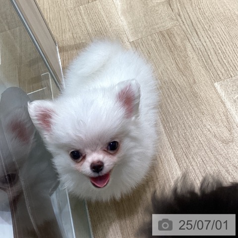 チワワの写真