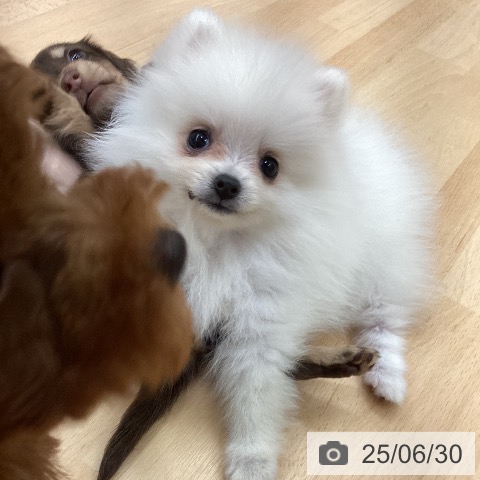 ポメラニアンの写真