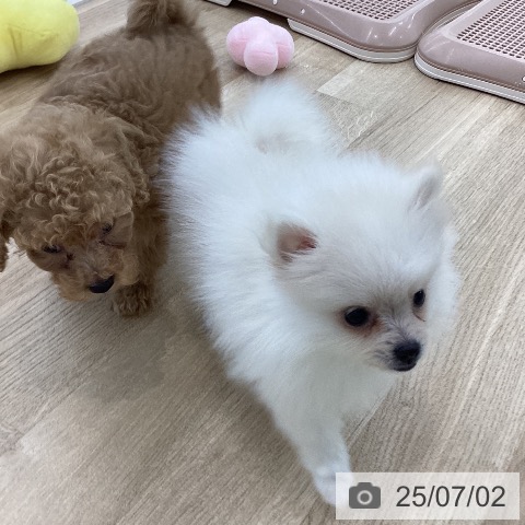 ポメラニアンの写真