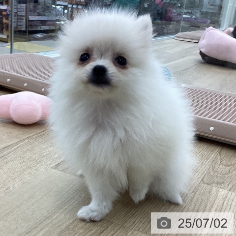 ポメラニアンの写真
