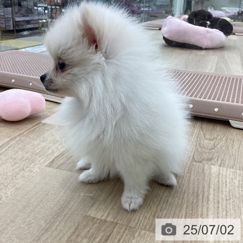 ポメラニアンの写真
