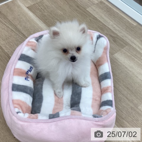 ポメラニアンの写真