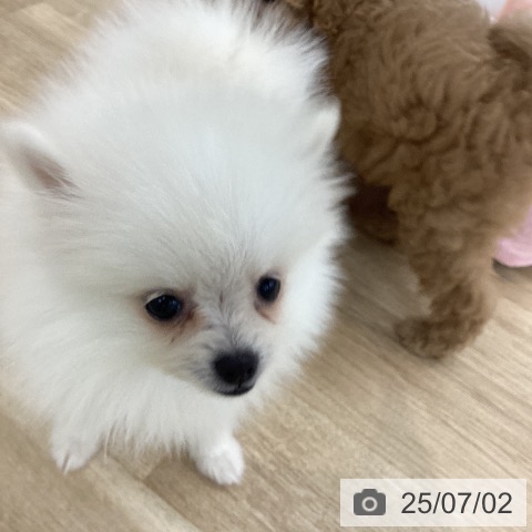ポメラニアンの写真