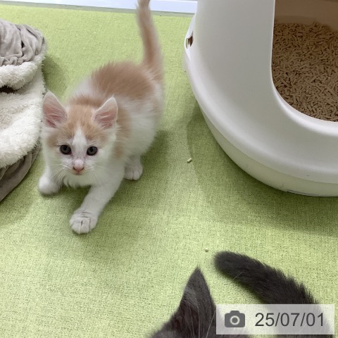ノルウェージャンフォレストキャットの写真