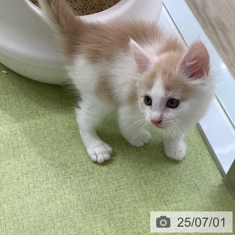 ノルウェージャンフォレストキャットの写真