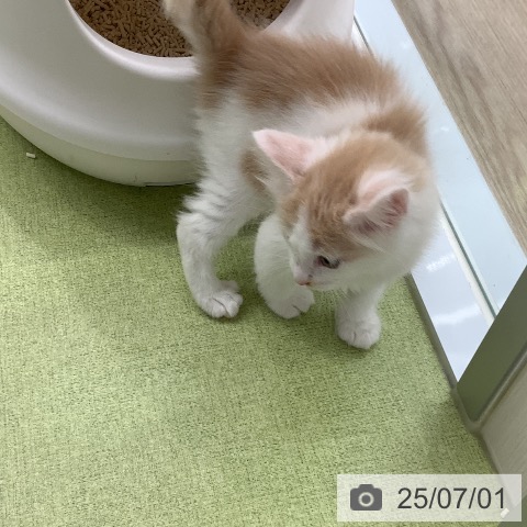 ノルウェージャンフォレストキャットの写真