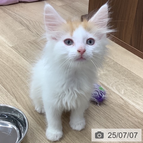 ノルウェージャンフォレストキャットの写真