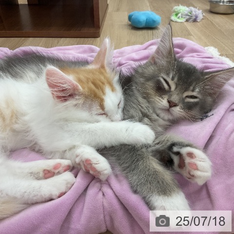 ノルウェージャンフォレストキャットの写真