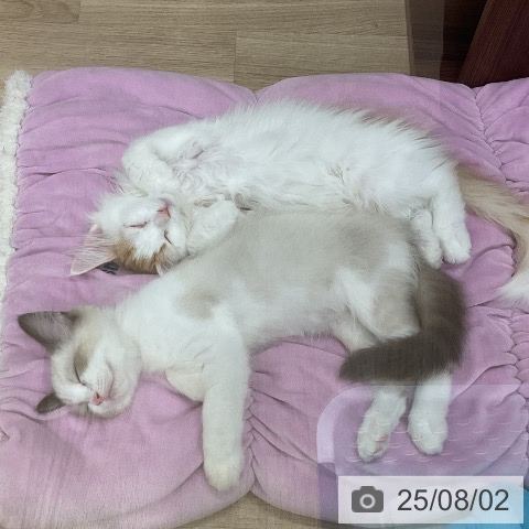 ノルウェージャンフォレストキャットの写真