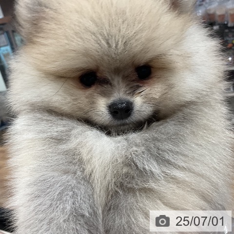 ポメラニアンの写真