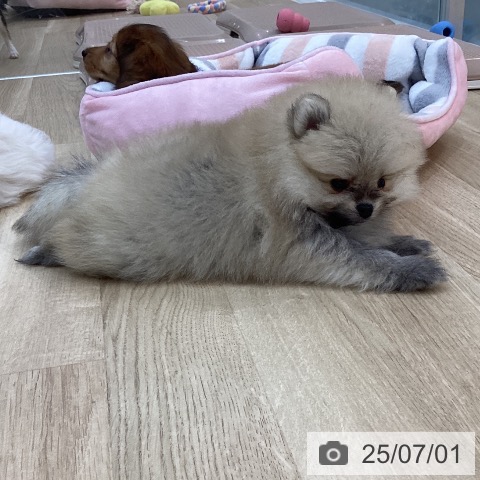 ポメラニアンの写真