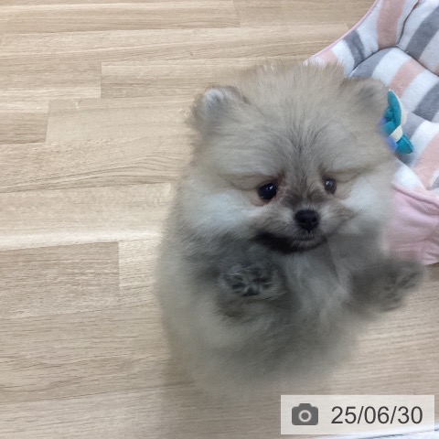 ポメラニアンの写真