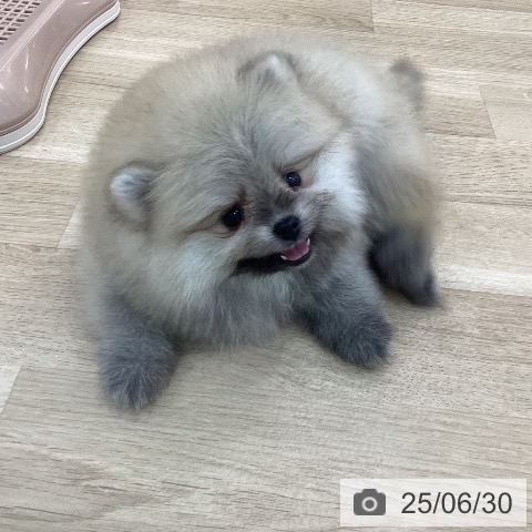 ポメラニアンの写真