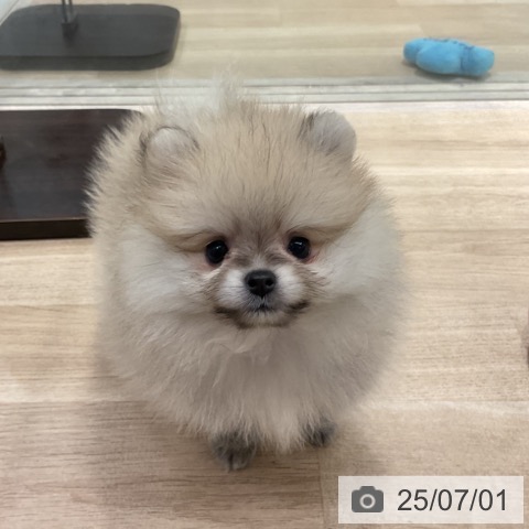 ポメラニアンの写真