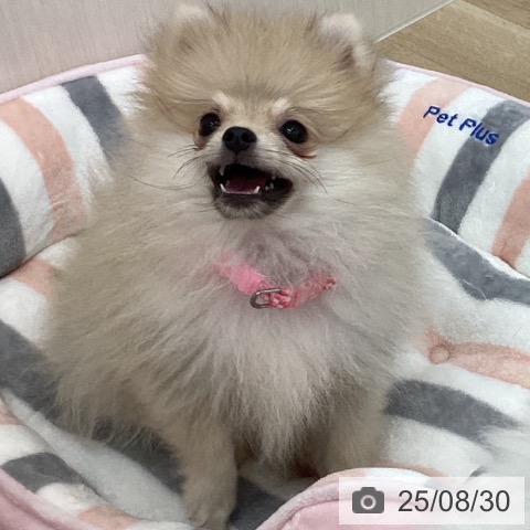 ポメラニアンの写真