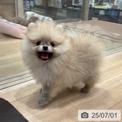 ポメラニアンの写真