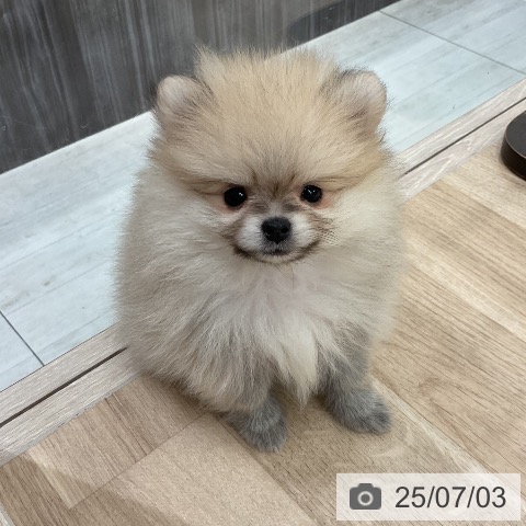 ポメラニアンの写真