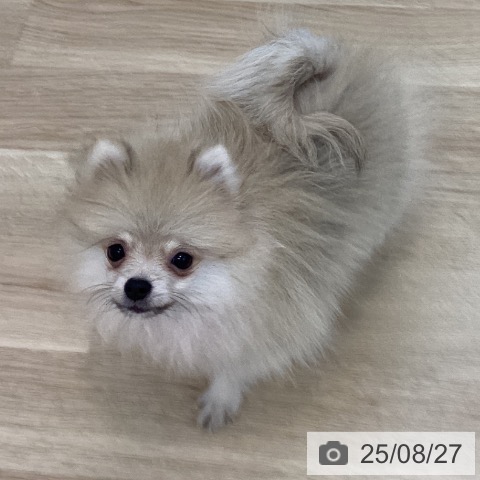 ポメラニアンの写真