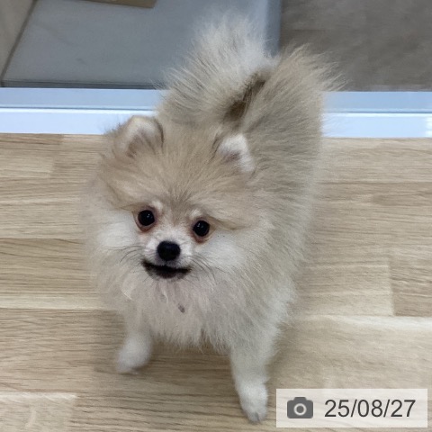 ポメラニアンの写真