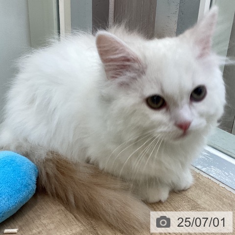 マンチカンの写真