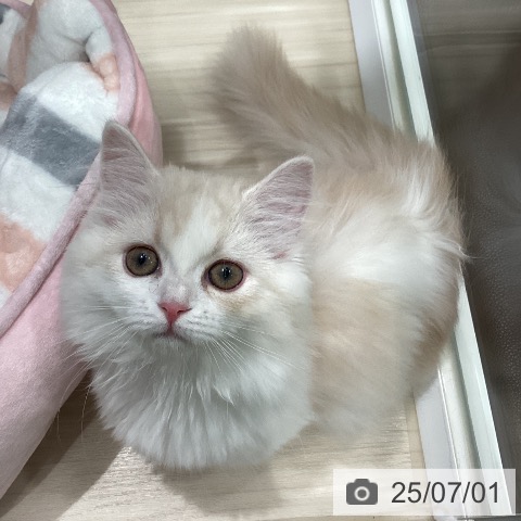 マンチカンの写真